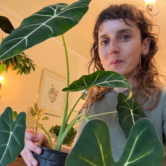 Meet your Posher, Roni - Picture 3 of 4